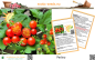 Preview: Tomate * Perlino F1 rot * Snacktomate * 20 Samen